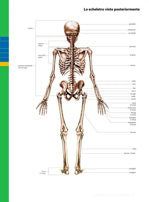 Professione sport. Edizione verde. Corso di scienze motorie e sportive. Per le Scuole superiori. Con e-book. Con espansione online Promozione