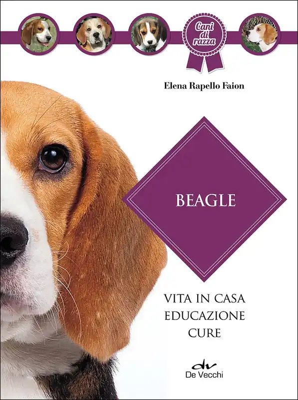 Popolare Beagle Vita in casa - Educazione - Cure